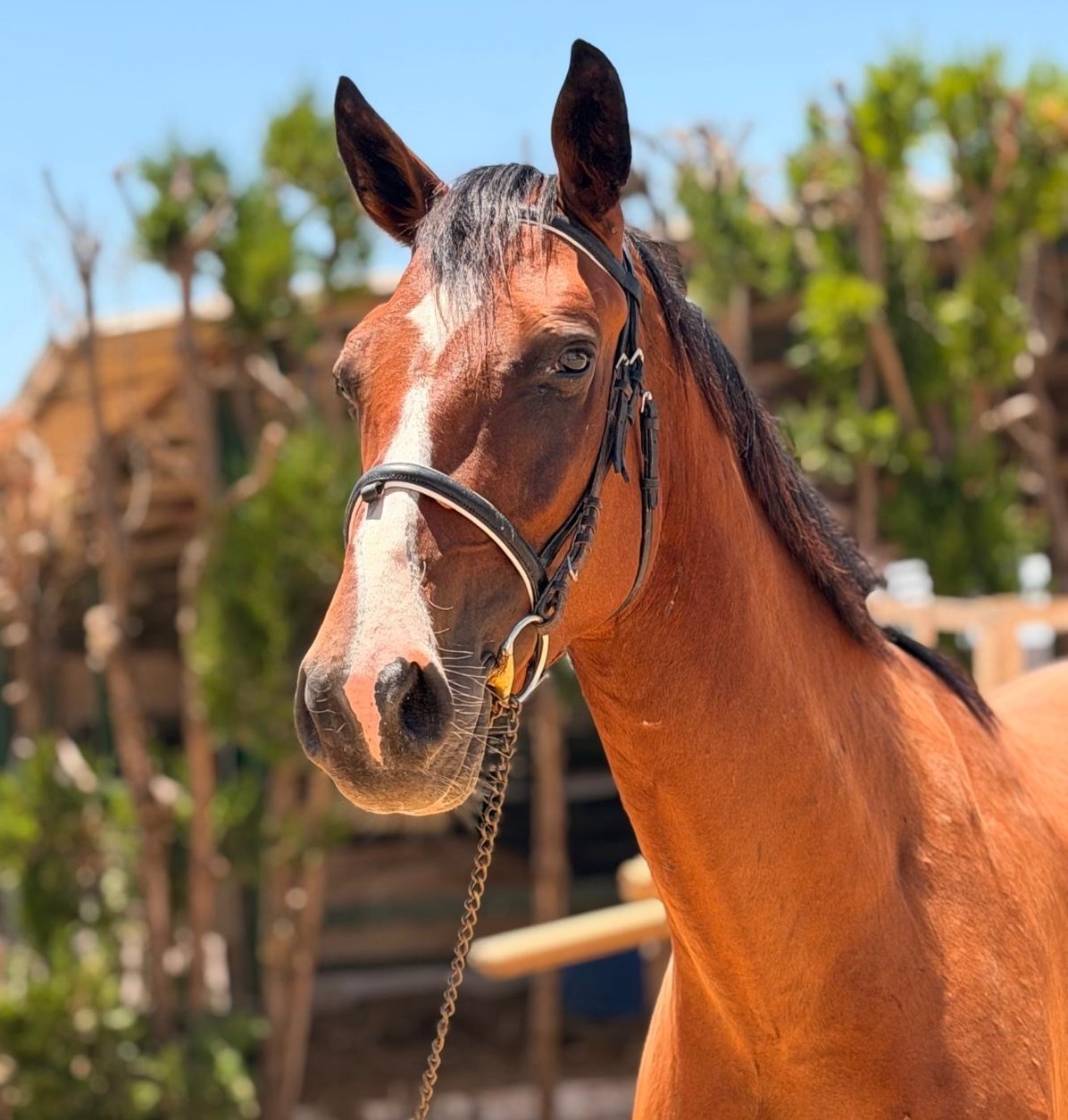 horse